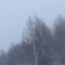 Охота на тетерева зимой с пневматикой