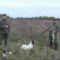Охота с Английским Спрингер Спаниелем на фазана