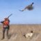 Охота на фазана лучшее видео выстрелов