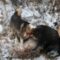 Охота на кабана с собаками по первому снегу