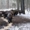 Уроки охоты на кабана зимой с вышки