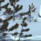 Охота на куропатку зимой видео