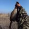 Охота на фазана с Курцхааром в Краснодарском крае