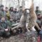 Охота на волка в Беларуси