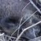 Охота на кабана в Волгоградской области видео