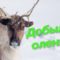 Охота на дикого оленя в Якутии 2020