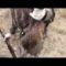 Охота на фазана в Астраханской области видео