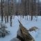 Охота на волков в январе в окладе с применением флажков