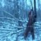 Охота на соболя с Русско-Европейскими Лайками