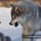 Охота на оленя на Таймыре и в Гренландии