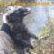 Охота на енота с лайкой в Кировской области