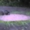 Охота на кабана на кормушке видео