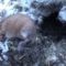 Охота на ондатру зимой видео