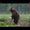 Весенняя охота на медведя видео