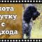 Охота на утку с подхода с Русским спаниелем в Томской области