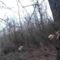 Охота с бретонским эпаньольом на фазана и вальдшнепа
