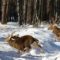 Секреты сибирских охотников или как охотиться на оленя зимой