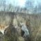 Охота на барсука с молодыми западно сибирскими лайками