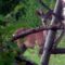 Охота на кабана и оленей — с подхода и на вышке