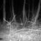 Охота на енотов видео ночью смотреть онлайн