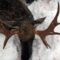 Охота на лося в Тверской области видео