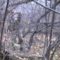 Охота на рябчиков осенью видео