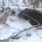 Охота на медведя с Западно-сибирской Лайкой