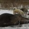 Охота на лося в декабре видео