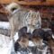 Охота на соболя с западно сибирской лайкой видео