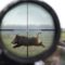 Охота на кабана точные выстрелы видео