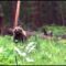 Охота на медведя в Туве видео
