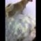 Охота на зайца загоном с Западно-Сибирской лайкой