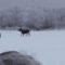 Зимняя загонная охота на лосей видео