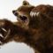 Охота на медведей с арбалетом в провинции Квебек