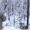 Охота с Восточно-сибирской Лайкой