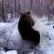 Сибирская охота на медведя в берлоге с лайками