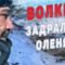 Охота на волка в Якутии видео будни волчатников