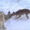Охота на волка: казахские тазы