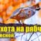 Охота на рябчика весной