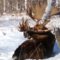 Охота на лося на Камчатке видео
