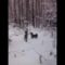 Восточно-сибирская Лайка — охота по соболю