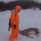 Осенняя охота на белохвостого оленя в Канаде видео