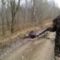 Загонная охота на лося в Беларуси
