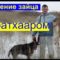 Тропление зайца с дратхааром