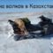 Охота на волка в Казахстане