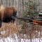 Видео об охоте на лося загоном
