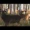 Охота на оленя в Венгрии видео