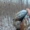 Охота на фазана с воздушкой видео