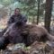 Охота по медведю на Урале