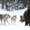 Охота на медведя с лайками в Западной Сибири 2021